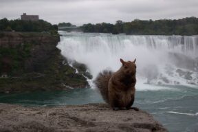 Niagra Squirrel